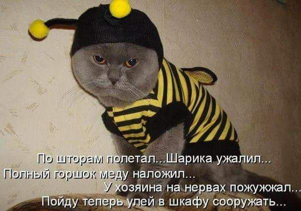 По шторкам полетел... Шарика ужалил... Полный горшок меду наложил... У хозяина на нервах пожужжал... Пойду теперульей в шкафу соорудить...