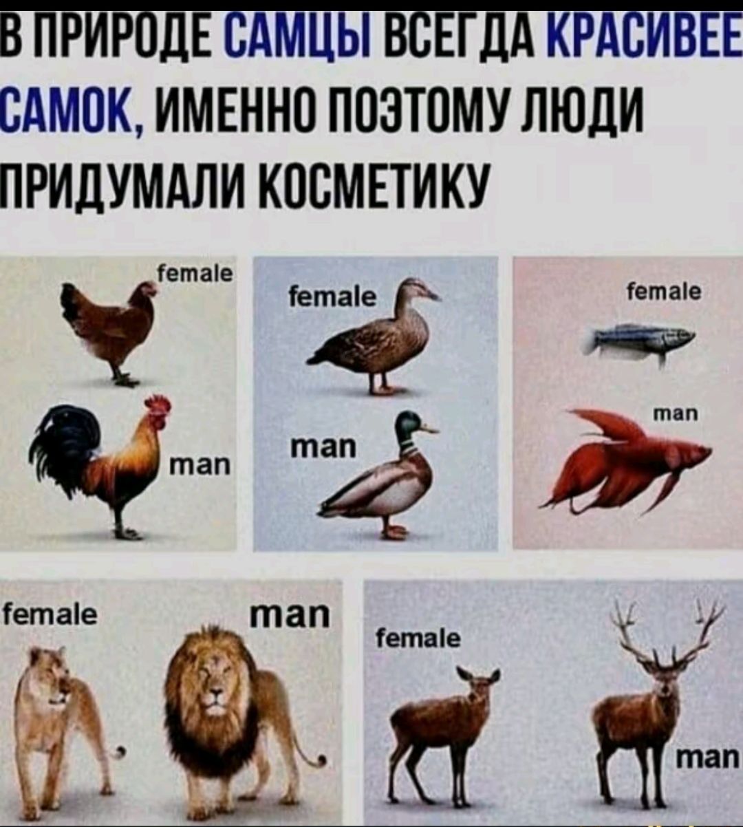 В природе самцы всегда красивее самок, именно поэтому люди придумали косметику