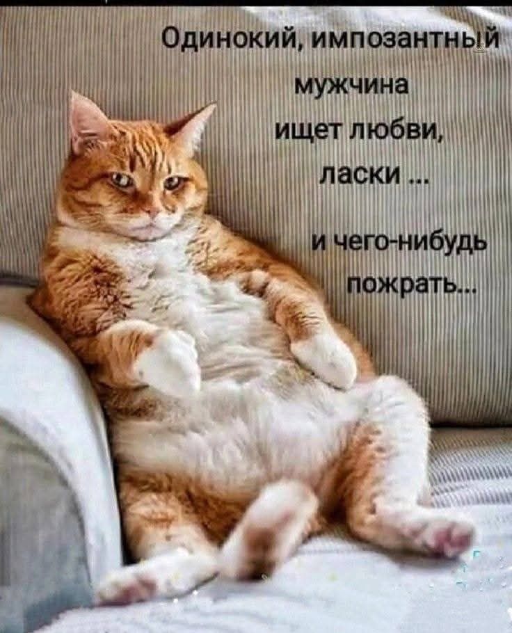 Одинокий, импозантный мужчина ищет любви, ласки ... и чего-нибудь поесть..
