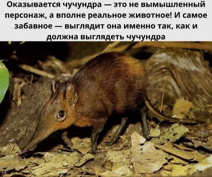 Оказывается, чучундра — это не вымышленный персонаж, а вполне реальное животное! И самое забавное — выглядит она именно так, как и должна выглядеть чучундра.