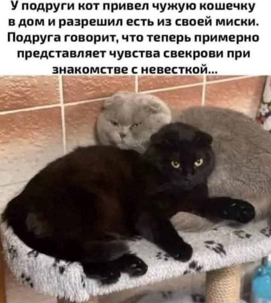 У подруги кот привёл чужую кошечку в дом и разрешил есть из своей миски. Подруга говорит, что теперь примерно представляет чувства свекрови при знакомстве с невесткой...