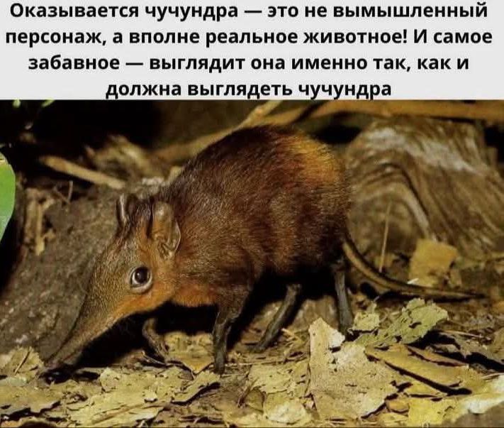 Оказывается чучундра — это не вымышленный персонаж, а вполне реальное животное! И самое забавное — выглядит она именно так, как и должна выглядеть чучундра.