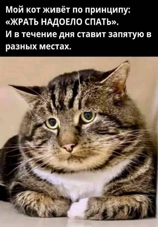 Мой кот живёт по принципу: «ЖРАТЬ НАДОЕЛО СПАТЬ». И в течение дня ставит запятую в разных местах.