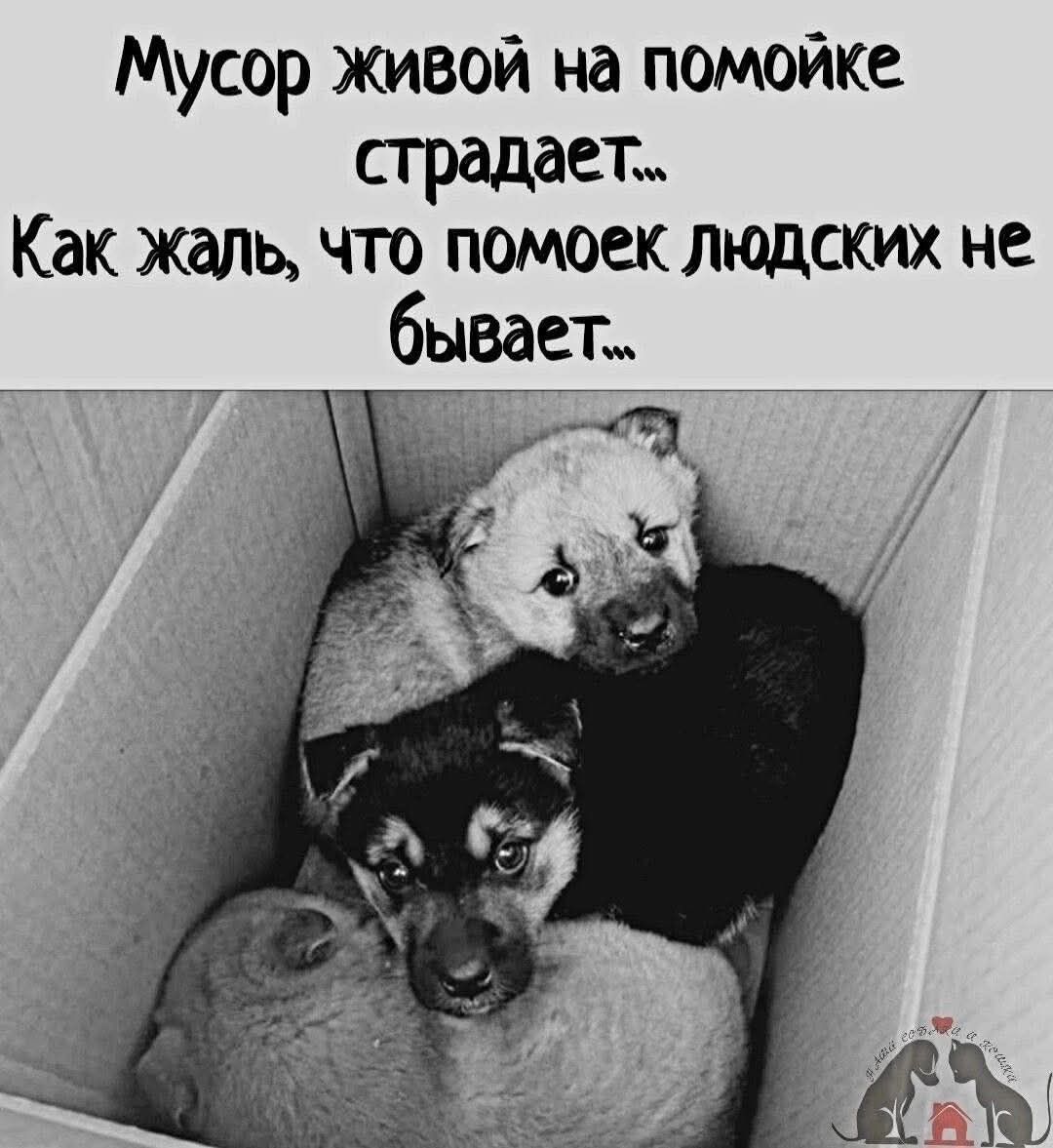 Мусор живой на помойке страдает... Как жаль, что помоек людских не бывает...