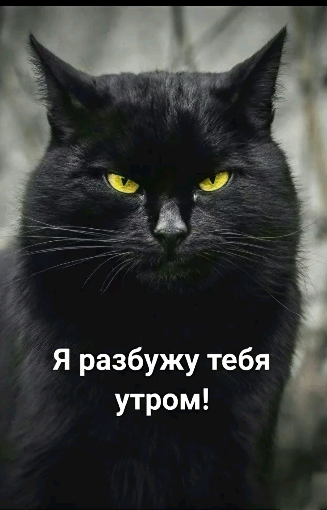 Я разбуджу тебя утром!