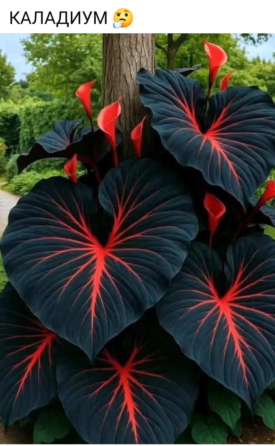 КАЛАДИУМ 🤔