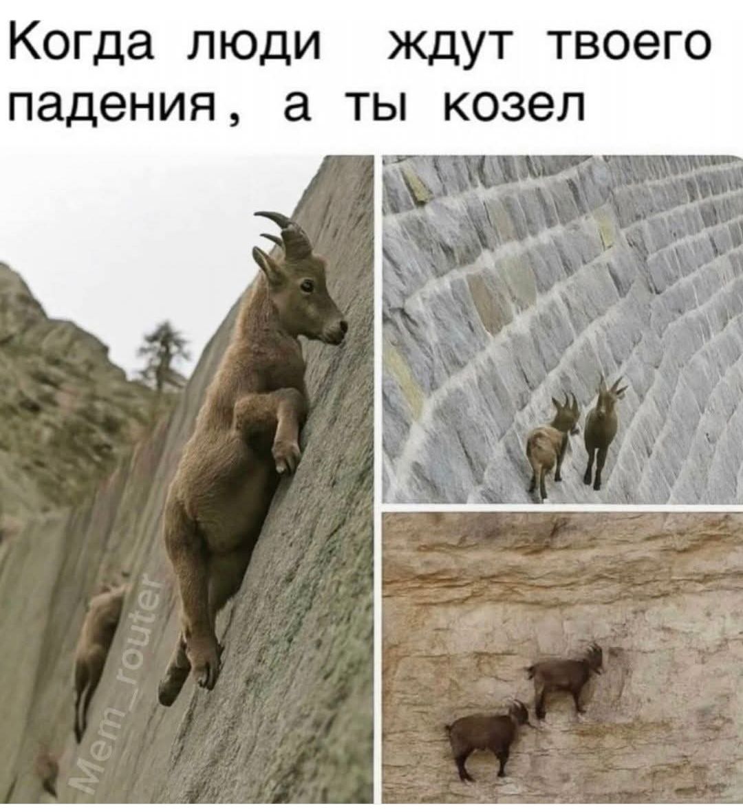 Когда люди ждут твоего падения, а ты козёл