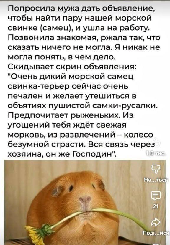 Попросила мужа дать объявление, чтобы найти пару нашей морской свинке (самец), и ушла на работу. Позвонила знакомая, ржавая так, что сказать ничего не могла. Я никак не могла понять, в чем дело. Скидывает скрин объявления: 'Очень дикий морской самец свинка-терьер сейчас очень печален и желает утешиться в объятиях пушистой самки-русалки. Предпочитает рыженых. Из угощений тебя ждёт свежая морковь, из развлечений – колесо безумной страсти. Вся связь через хозяина, он же Господин'.