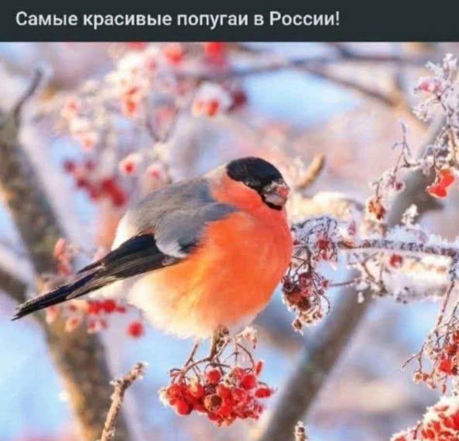 Самые красивые попугаи в России!