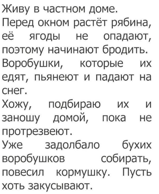 Живу в частном доме. Перед окном растёт рябина, её ягоды не опадают, поэтому начинают бродить. Воробушки, которые их едят, пьянеют и падают на снег. Хожу, подбираю их и заношу домой, пока не протрезвеют. Уже задолбало бухих воробушков собирать, повесил кормушку. Пусть хоть закусывают.