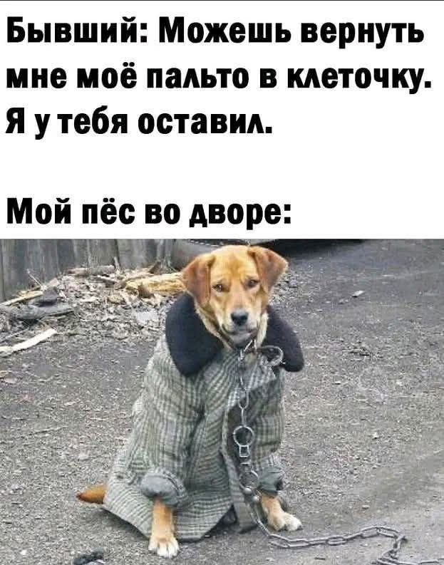 Бывший: Можешь вернуть мне моё пальто в клеточку. Я у тебя оставил.\nМой пёс во дворе: