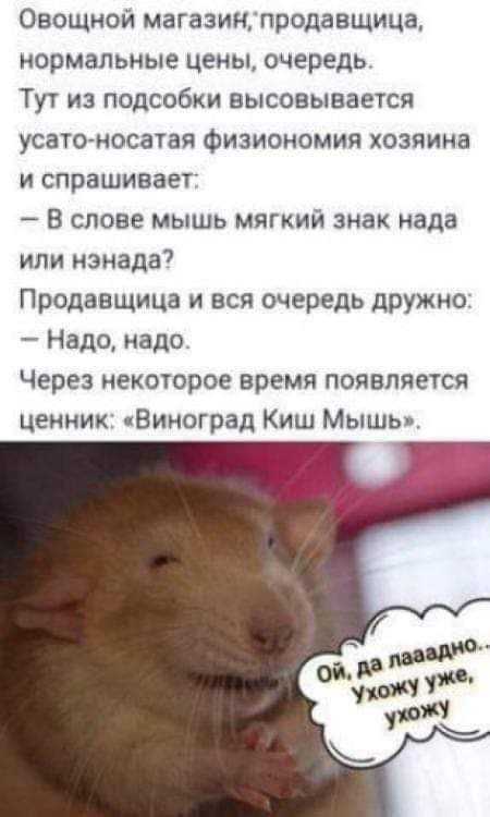 Овощной магазин, продавщица, нормальные цены, очередь. Тут из подсобки выскальзывается усато-носатая физиономия хозяина и спрашивает: — В слове мышь мягкий знак надо или не надо? Продавщица и вся очередь дружно: — Надо, надо. Через некоторое время появляется ценник: «Виноград Киш Мышь».