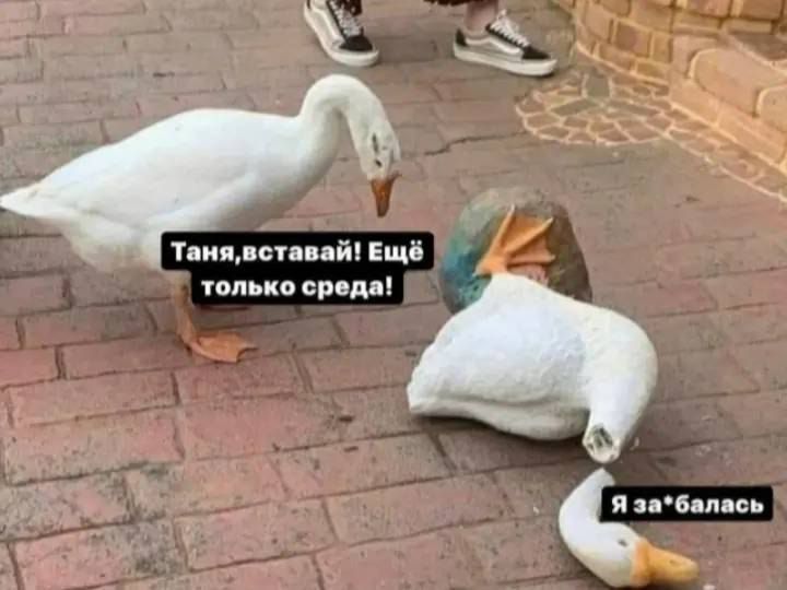 Таня, вставай! Ещё только среда! Я забалась