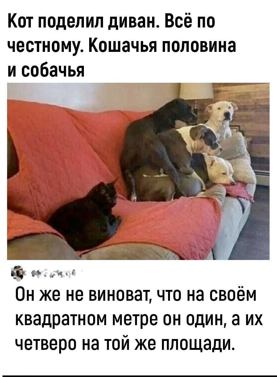 Кот поделил диван. Всё по честному. Кошачья половина и собачья

Он же не виноват, что на своём квадратном метре он один, а их четверо на той же площади.