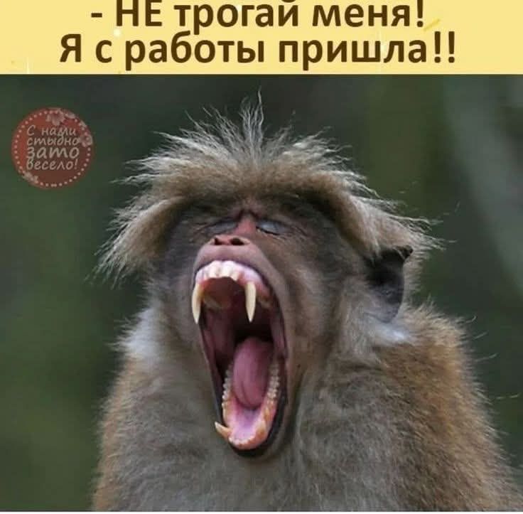 НЕ трогай меня! Я с работы пришла!! С нами стыдно, зато весело!