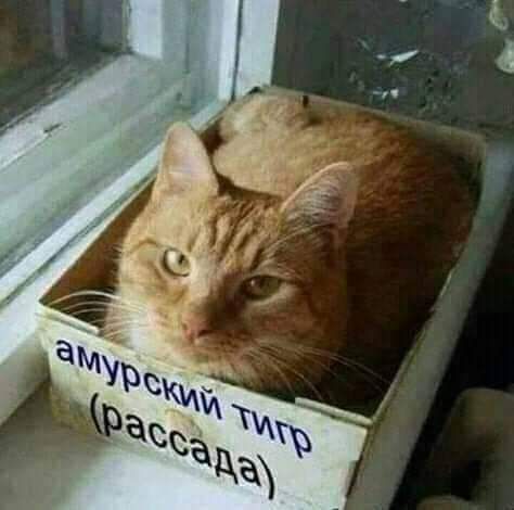 амурский тигр (рассада)