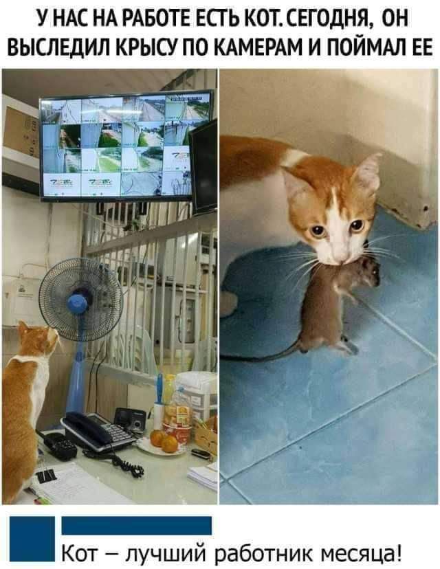 У нас на работе есть кот. Сегодня, он выследил крысу по камерам и поймал ее. Кот – лучший работник месяца!