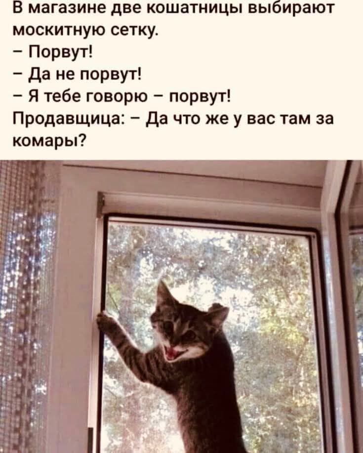 В магазине две кошатницы выбирают москитную сетку. – Порвут! – Да не порвут! – Я тебе говорю – порвут! Продавщица: – Да что же у вас там за комары?