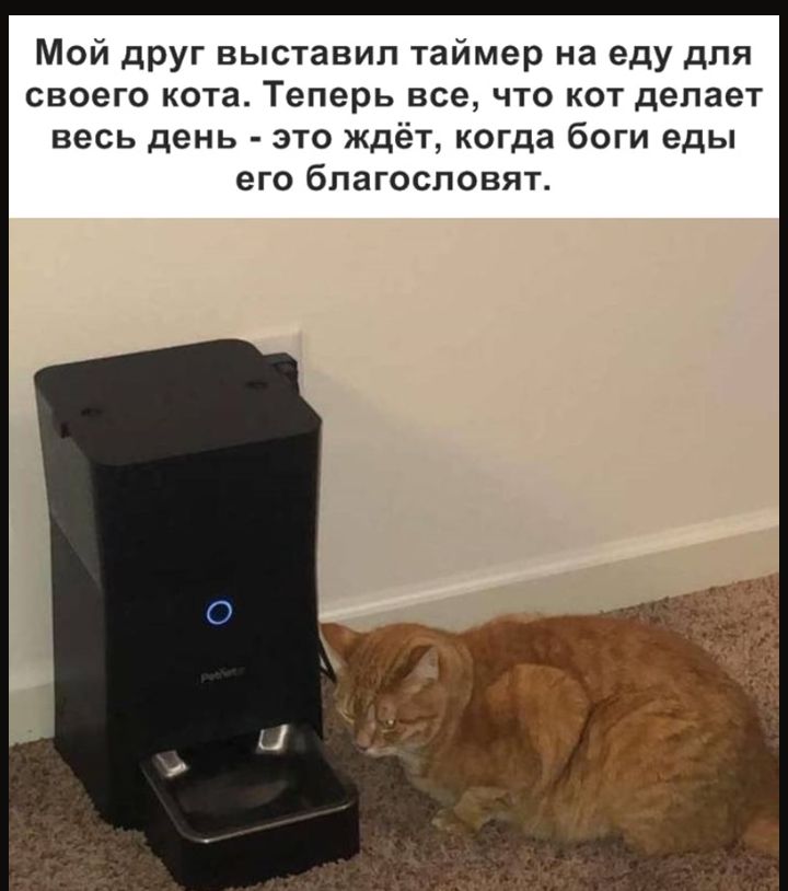 Мой друг выставил таймер на еду для своего кота Теперь все что кот делает весь день это ждёт когда боги еды его благословят
