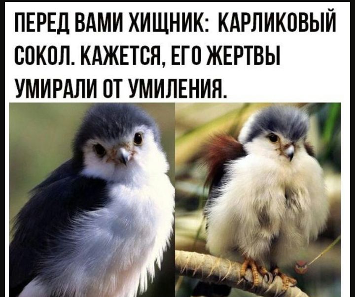 ПЕРЕД ВАМИ ХИЩНИК КАРЛИКПВЫЙ СОКОЛ КАЖЕТСЯ ЕГО ЖЕРТВЫ УМИРАЛИ ПТ УМИЛ_ЕНИЯ