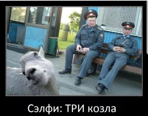 Хь ц ш чм _ г Сэлфи ТРИ козла