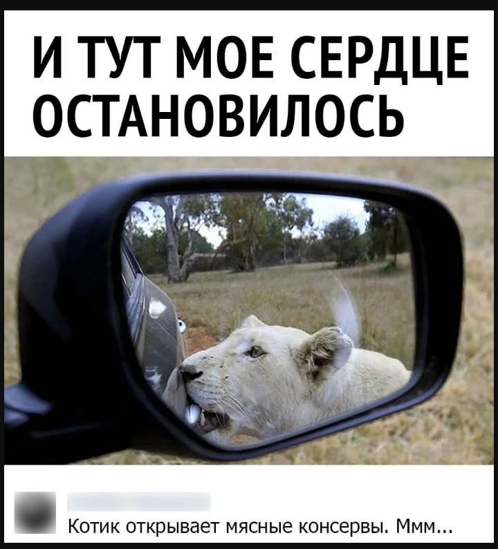 И ТУТ МОЕ СЕРДЦЕ ОСТАНОВИЛОСЬ Котик открывает мясные консервы Ммм