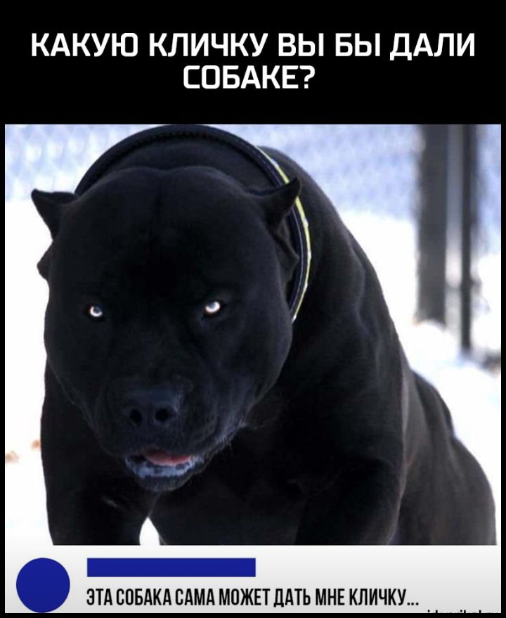 КАКУЮ КЛИЧКУ ВЫ БЫ ДАЛИ СОБАКЕ _ ЭТА СОБАКА САМА МОЖЕТ ДАТЬ МНЕ КЛИЧКУ