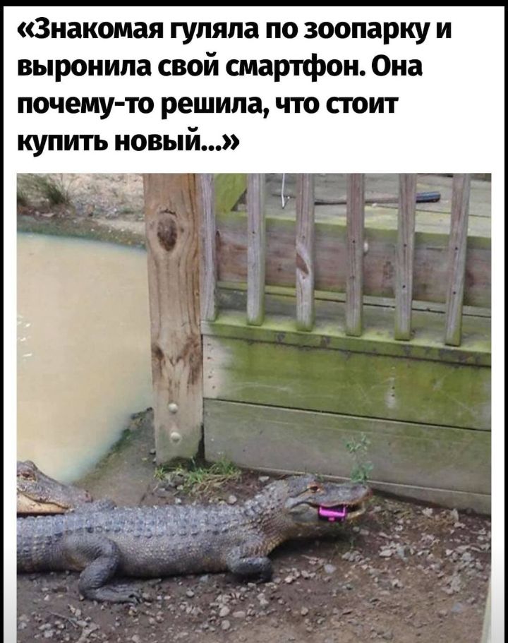 Знакомая гуляла по зоопарку и выронила свой смартфон Она почему то решила что стоит купить новый