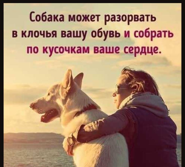 Собака может разорвать в клочья вашу обувь и собрать по кусочкам ваше сердце
