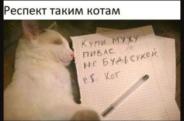 Респект таким котам