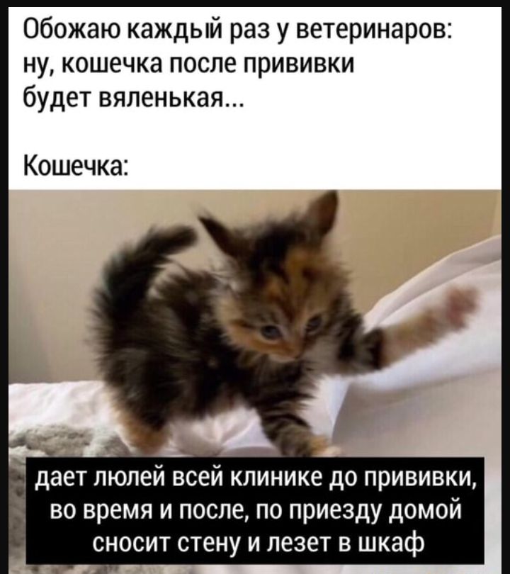 Обожаю каждый раз у ветеринаров ну кошечка после прививки будет вяленькая Кошечка дает ЛЮЛЕЙ ВСЕЙ КПИНИКС до прививки ВО ВРЕМЯ И ПОСЛЕ ПО приезду дОМОЙ СНОСИТ стену И ЛЕЗЕТ В шкаф