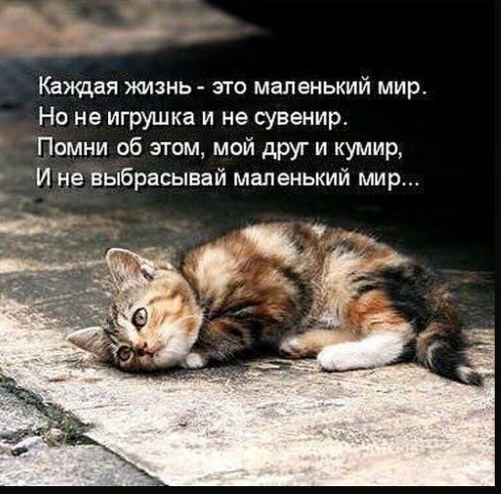 Каждая жизнь это маленький мир Но не игрушка и не сувенир Помни об этом мой друг и кумир И не выбрасывай маленький мир