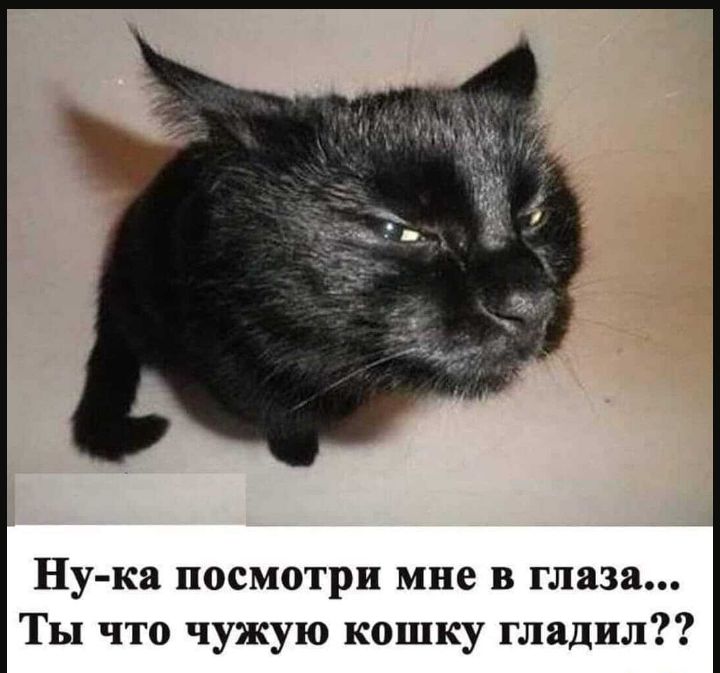 Ну ка посмотри мне в глаза Ты что чужую кошку гладил
