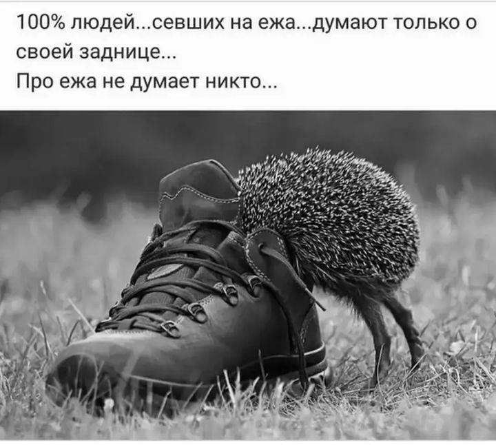 100 людейсевших на ежадумают только о своей заднице Про ежа не думает никто