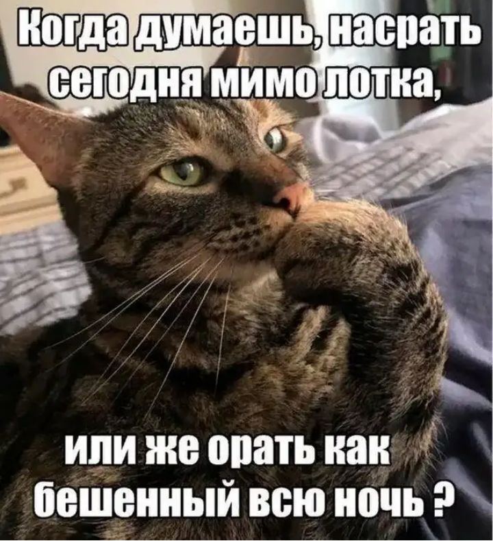 к иди же опать как 4 бешрнный всю ночь эк