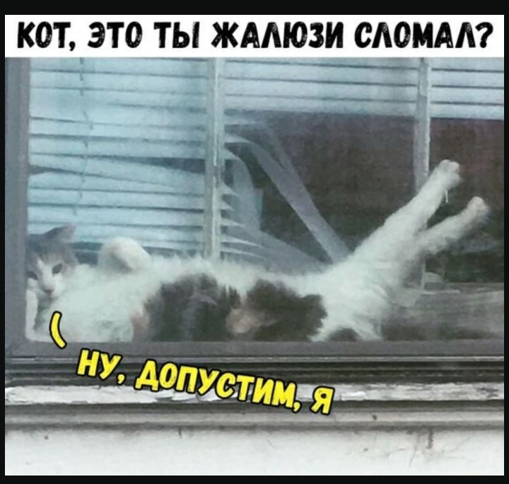 КОТ ЭТО ТЫ ЖАМОЗИ САОМАА