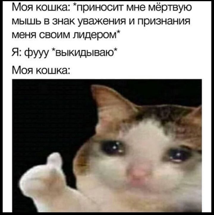 Моя кошка приносит мне мёртвую мышь в знак уважения и признания меня своим лидером Я фууу выкидываю Моя кошка