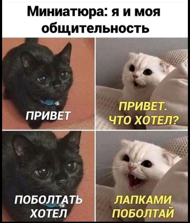 Миниатюра Я И МОЯ общительность привьт ч ХОТЕЛ ПРИВЕТ ПОБОЛТеАТЬ ХОТЕЛ лдпкдми_ _ поволтди