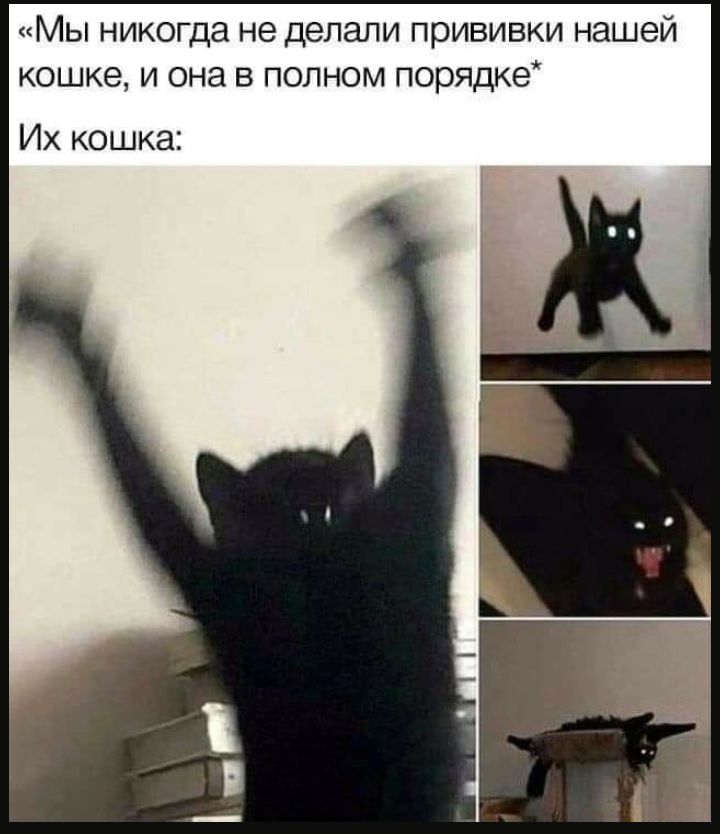 Мы никогда не делали прививки нашей кошке и она в полном порядке Их кошка