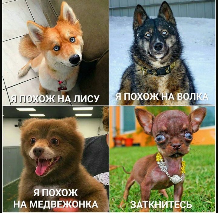 Я ПОХОЖ НА МЕДВЕЖОНКА _ ЗАткнитЁсь
