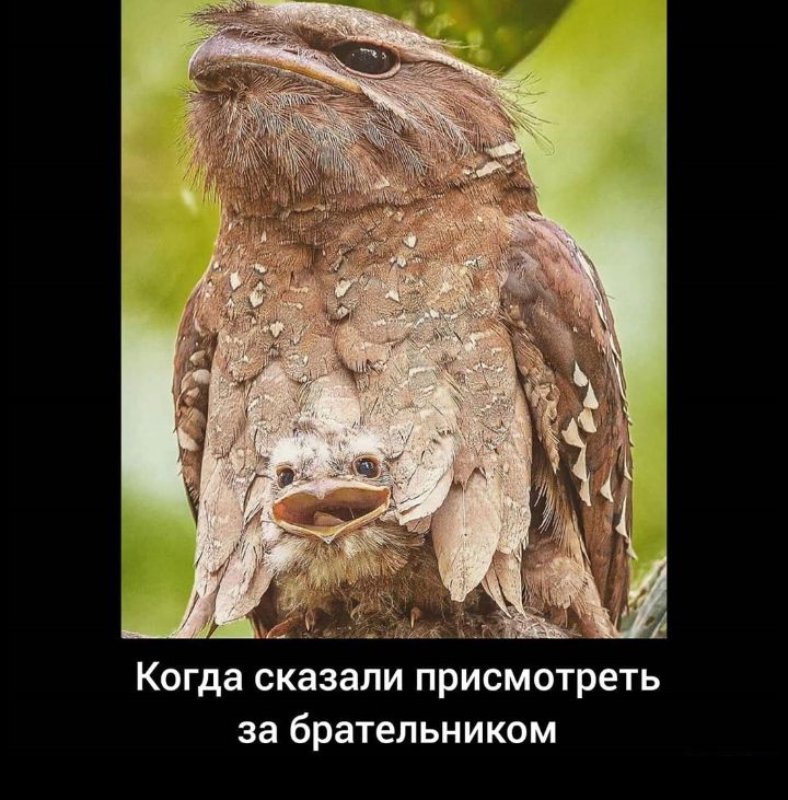 Когда СКЗЗЗЛИ присмотреть за брательником