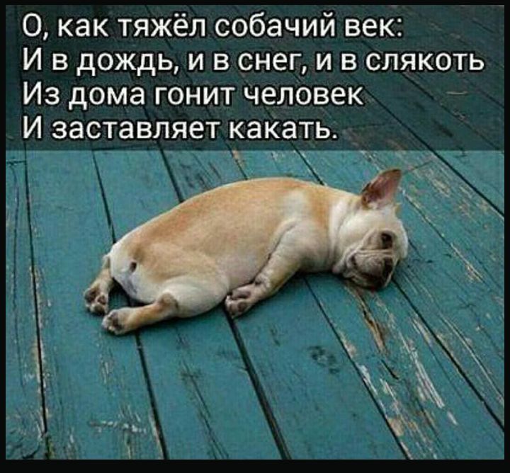 О как тяжёл собачий век И в дождь и в снег и в слякоть Из дома гонит человек И заставляет какать