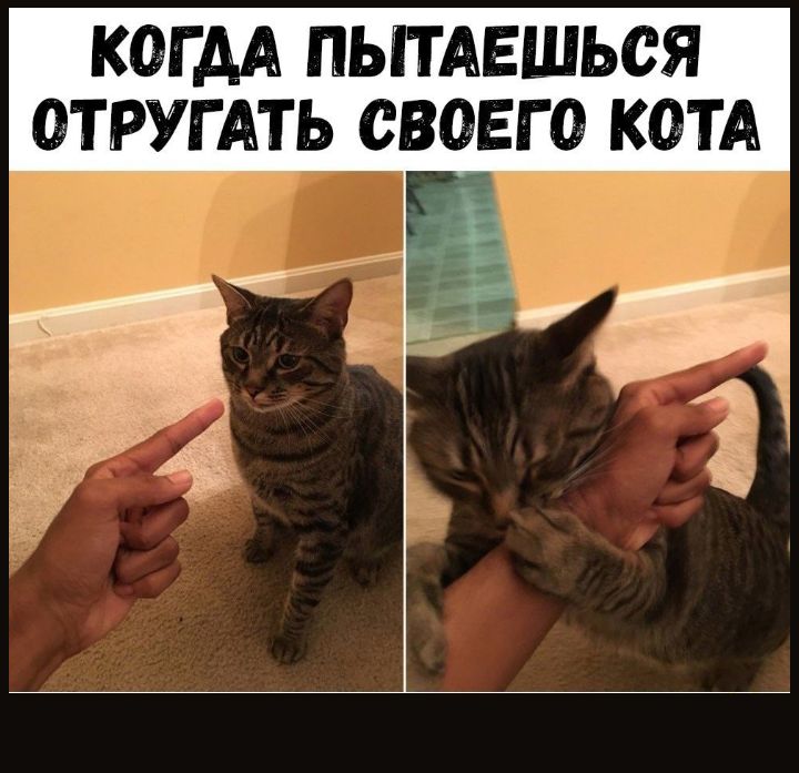 К0ГАА ПЫТАЕШЬСЯ ОТРУГАТЬ СВОЕМ КОТА