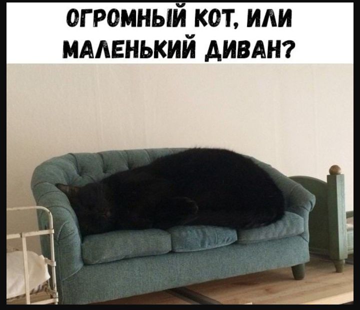 огромный кот иди мменький димы