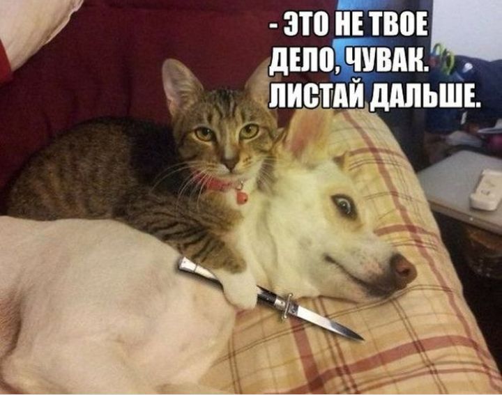 тонны дшщивди 3 ддпьшіі