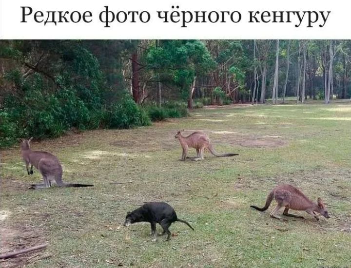 Редкое фото чёрного кенгуру _ _ _ __ й