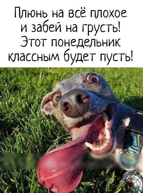 Плюнь на всё плохое и забей на грусть Этот понедельник классным будет пусть