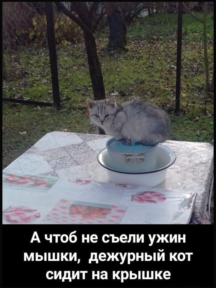 А чтоб не съели ужин мышки дежурный кот сидит на крышке