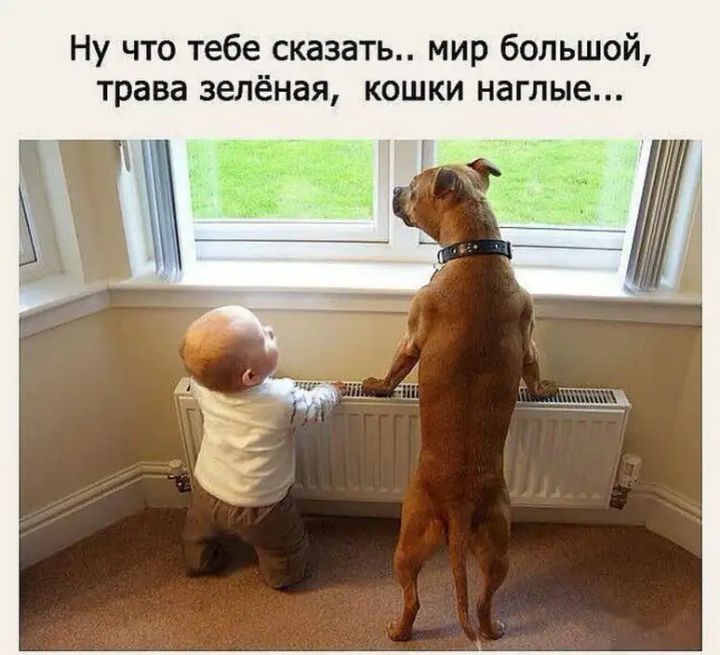 Ну что тебе сказать мир большой трава зелёная кошки наглые