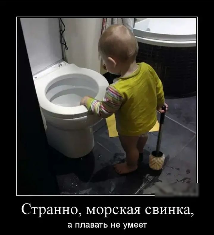 ч А _ Странно морская свинка а плавать не умеет
